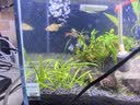 尼特利（NETLEA）时光SPro新款鱼缸增艳灯全光谱水草灯手机APP智控 时光S 30 高光效（仅物理开关） 实拍图