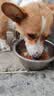 凯锐思中大型犬粮1-7岁成年犬全价粮金毛边牧宠物狗粮囤货装10kg 实拍图