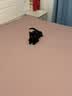 皇家猫粮 幼猫猫粮 幼猫奶糕 K36 通用粮 4-12月 2KG 实拍图