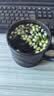 崇芝林国药药材茉莉花横县原产茉莉花茶干花蕾花草茶泡水滋补养生茶110g 实拍图