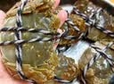 【活蟹】蟹叁钳庄 全母大闸蟹 去绳足重2.5-2.8两 8只鲜活生鲜现货螃蟹礼盒 实拍图