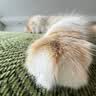 法米娜进口猫粮鲱鱼甜橙南瓜成猫粮5kg 无谷高蛋白美毛 实拍图