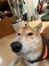 伯纳天纯小型成犬粮泰迪比熊博美天然粮樱桃味狗粮10kg/20斤 实拍图