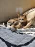 伟嘉猫粮成猫全价猫粮亮毛蓝猫均衡营养10kg海洋鱼夹心粮【原料透明】 实拍图