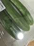 【水果菜】荷兰水果黄瓜约400g 实拍图