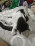麦富迪猫粮 超肉粒冻干双拼成猫粮美毛护肠三文鱼10kg/20斤【宠物金选】 实拍图