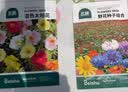北蔬 花种子大全四季开花太阳花室内室外植物向日葵花卉籽 10种花种子 实拍图