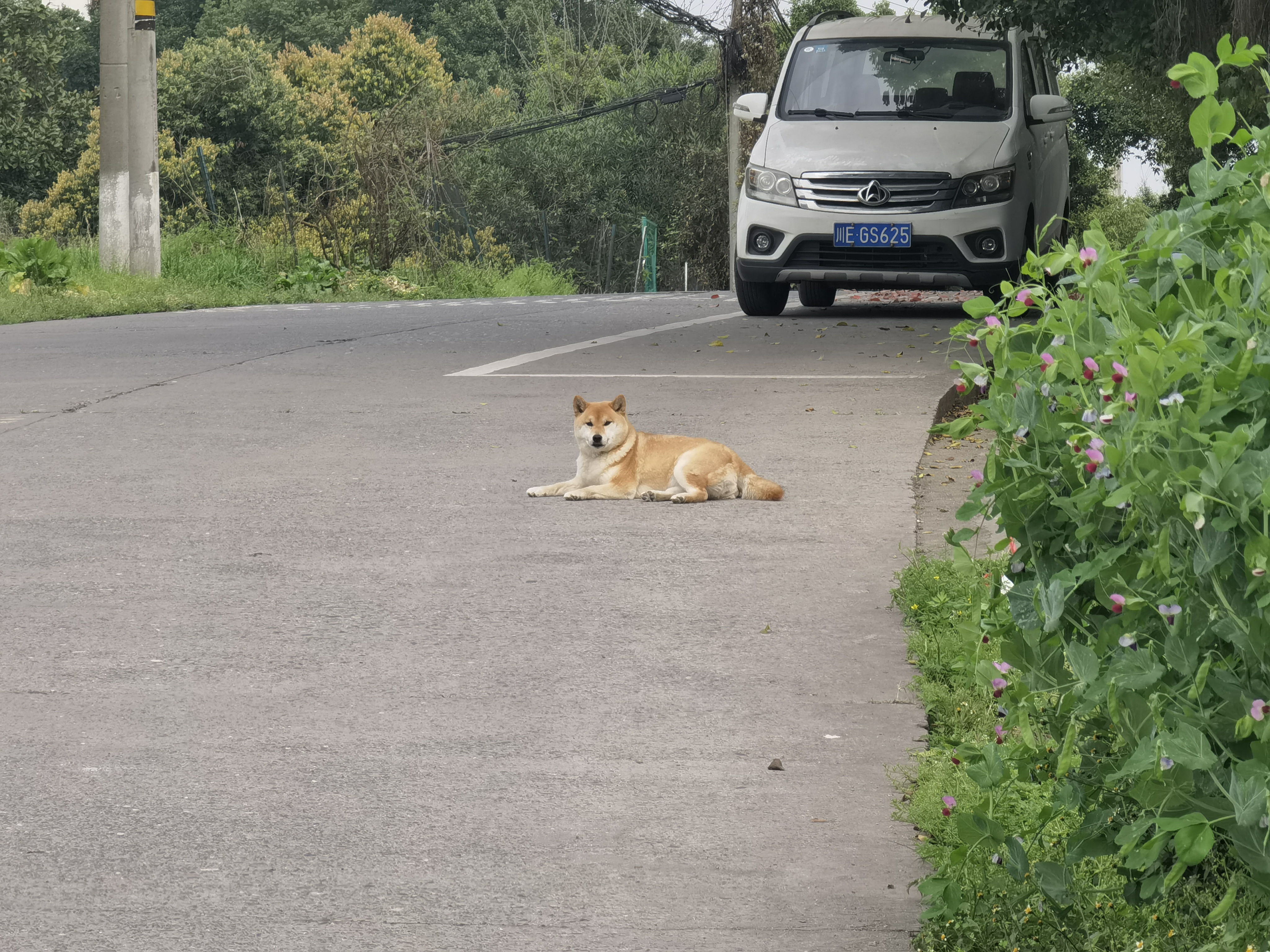 愛肯拿（ACANA）狗粮 通用成犬幼犬 经典鸡肉草原天然犬粮11.4kg效期27/6 实拍图