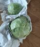 京鲜生云南新鲜绿甘蓝净重3斤 卷心菜 包菜 甘蓝新鲜蔬菜 源头直发 实拍图