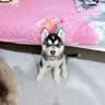 京东京造狗粮中大型犬成犬幼犬狗粮20kg/10kg*2边牧金毛拉布拉多 实拍图