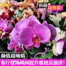 劉閣蘭花兰花盆栽室内客厅花卉绿植蝴蝶兰随机盲盒带花剑配瓷白盆源头直发 实拍图