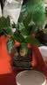 水培植物铁树小盆栽办公室内微景观桌面创意好养易活绿植花卉盆景 发财树盆栽 舍得盆加底托 高度15-25cm 实拍图