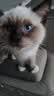 汪野君猫砂盆顶入半封闭猫厕防外溅幼猫成猫猫屎盆猫沙盆带猫砂铲中号 实拍图