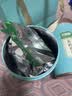立香园节日送礼茉莉花茶2026新茶浓香型茉莉绿茶口粮茶自己喝茶叶礼盒装 125克*2罐配礼袋 实拍图
