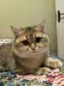 小毛豆（maodou）猫冻干猫咪零食兔血冻干体弱猫补血强免疫乳铁蛋白100g送试吃 实拍图