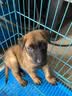 皇家狗粮 幼犬奶糕幼犬狗粮宠物中型犬MES30 全价犬粮 ≤2月 4KG 实拍图