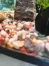 派乐特鱼缸底砂造景石头子五彩石溪流石水族箱龟缸多肉装饰彩色雨花五斤 实拍图