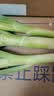【东东农场专供】新鲜山东铁杆大葱脆嫩多汁绿色蔬菜生鲜超市批发 带老皮去半叶含箱重1斤净重0.8斤 实拍图