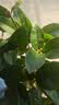 桂花树苗盆栽室内四季桂花卉植物金桂丹桂庭院大树浓香型绿植开花 四季桂花高20-30cm高左右【原土球发货】 实拍图