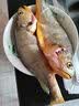 海名威 冷冻黄花鱼700g/2条 宁德大黄鱼 海鱼 生鲜鱼类 海鲜水产 国庆 实拍图