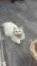 周六福3D硬金招财猫黄金转运珠男女足金生日礼物A1610417 约0.82g 实拍图