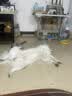 诚实一口N33 PLUS冻干犬粮狗粮成幼犬高鲜肉33种全面营养治挑食鸭肉梨2kg 实拍图