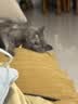 皇家猫粮 英短成猫粮 BS34 通用粮 12月以上 2KG 实拍图