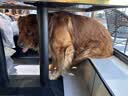 伯纳天纯狗粮中大型犬全价成年犬粮17kg羊肉蔓越莓味囤货装 实拍图