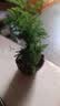 文竹盆栽绿植花卉盆景植物室内客厅水培文松云竹文竹大苗四季常青 小文竹【1颗】原盆原土球发货 高度15-25cm 实拍图