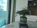 花翁文竹盆栽绿植物室内客厅中式禅意盆景办公室摆件高端花卉源头直发 实拍图