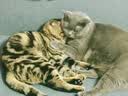 多特思猫零食猫条100支金枪鱼味成猫幼猫咪零食湿粮 实拍图