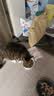 皇家猫粮 室内成猫粮 I27 通用粮 12月以上 4.5KG 实拍图