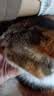 普安特猫咪费洛蒙多乐宁防应激情绪舒缓安抚剂猫咪外出面部信息素插电款 实拍图