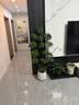 叹为观止大型植物发财树各种大颗盆栽开业乔迁客厅办公室内好养大型花卉 造型鸭脚木【1.5-1.7米】 含盆 实拍图