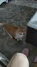 Orijen渴望猫粮 成猫幼猫粮 全价通用无谷原味鸡肉进口1.8kg效期27/5 实拍图