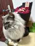 好主人（CARE）金装无谷猫粮通用高肉高蛋白【升级金装80%含肉量】成猫粮2.5kg 实拍图
