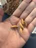 京东京造手剥大松子500g 当季新货阿富汗巴西松子S特级原香开口大颗粒送礼 实拍图