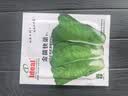 ldeal理想农业 速生奶油快菜种子小白菜青菜种籽阳台种植四季蔬菜种子 实拍图