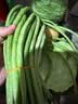 山东莘县大棚豇豆新鲜长豆角凉拌菜脆嫩鲜甜 农家精选带箱2斤（净重1.7斤） 实拍图