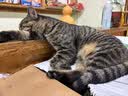奥丁（ODIN）猫粮 鲜肉美毛 幼猫成猫美短英短蓝猫暹罗猫 鱼肉味天然猫粮2kg 实拍图