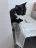 赞宠沙发防猫抓贴猫抓垫保护套布猫抓板垫猫咪爪垫用品可裁剪自粘修补 实拍图