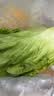 【烧烤季】钟灵山罗马生菜400g 实拍图
