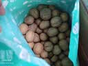 楼兰蜜语京觅甄选新疆薄皮核桃2.5kg/箱原味纸皮送礼礼盒坚果特产零食 实拍图