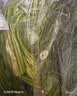 【火锅季】带根香菜100g 实拍图