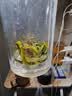 梅府茗家2026新茶叶明前特级龙井绿茶老树春茶自己喝饮200g 实拍图