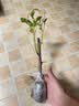 重瓣三角梅苗盆栽地栽花卉老桩室内阳台庭院爬藤植物四季开花 三角梅1棵【品种随机】 实拍图