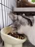 licheers猫碗陶瓷狗猫食盆宠物猫粮喝水高脚斜口防打翻喂食碗护颈猫咪用品 实拍图