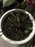玫瑰花苗老桩绿植物盆栽月季蔷薇老根室内外阳台庭院特大花卉四季 31卡罗拉（老桩苗四季开花） 实拍图