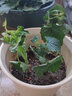 寿禾家庭花草盆栽香草植物迷迭香百里香甜罗勒九层塔阳台种植盆栽苗 藿香幼苗 5棵 实拍图