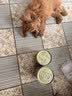 ZEAL【试吃尝鲜】狗狗罐头170g羊肉帝王鲑成犬幼犬通用湿粮新西兰进口 实拍图
